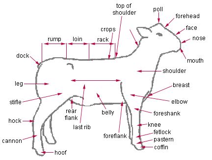 External Cattle Anatomy - Livestock Cattle