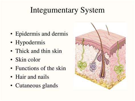 Function Of Integumentary System