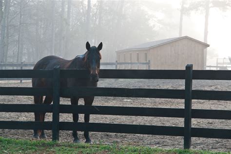 trigger | Horses, Animals