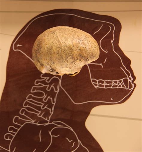 Sahelanthropus tchadensis endocast - Smithsonian Museum of… | Flickr