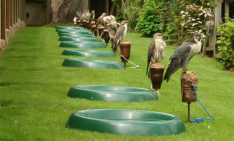 Birds of Prey Centre Entry for Child £5.99, Adult £9.25 - The International Centre for Birds of ...