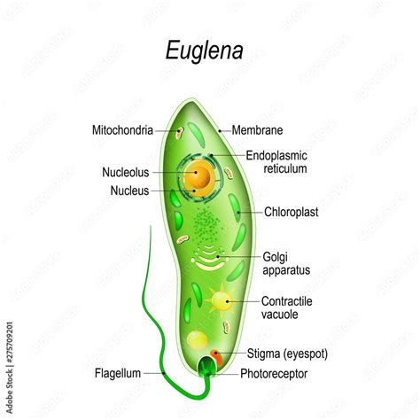 Anatomy of euglena เวกเตอร์สต็อก | Adobe Stock