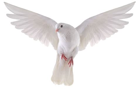 Pigeon PNG transparent image download, size: 1141x730px