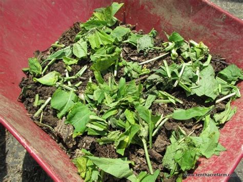 7 Comfrey Uses in the Permaculture Garden - Tenth Acre Farm