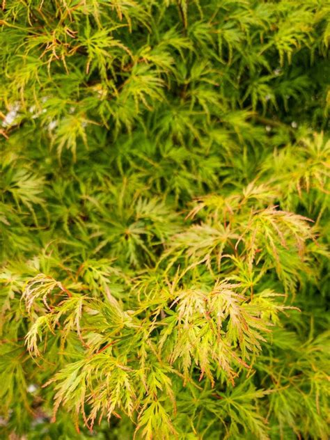 Japanese Maple Tree 25931998 Stock Photo at Vecteezy