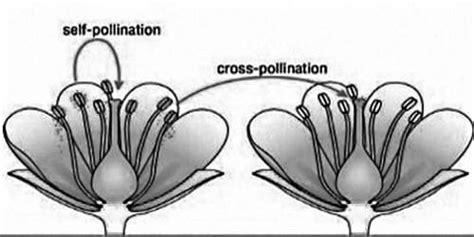 Cross Pollination Diagram