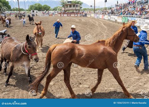 Bishop, California / USA May 24 2019: Mule Days Rodeo Competition ...