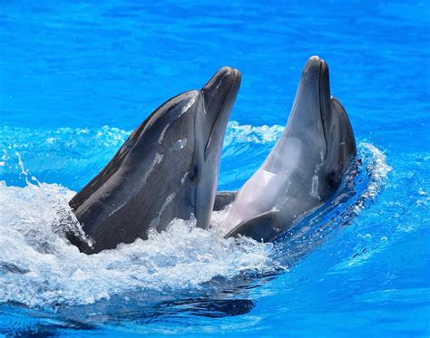 Dolphins 4k Ultra HD Wallpaper and Background Image | 4800x3781 | ID:293531