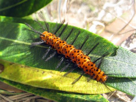 File:Oleander caterpillar.jpg - Wikipedia