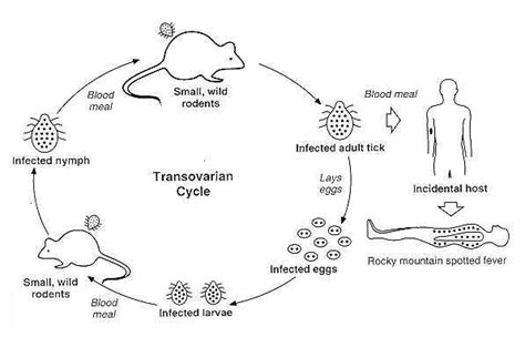 BRCC Microbiology Blog: Tick Pathogens