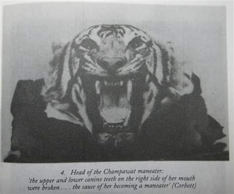 Champawat Tiger | Deadliest Fiction Wiki | Fandom