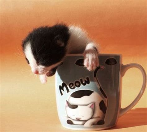 21 Pictures of Cats Looking Cute in Cups