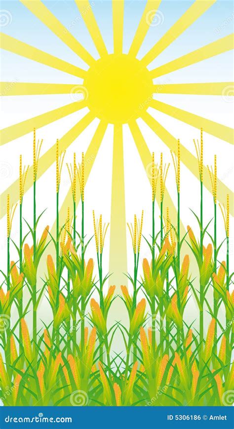 Corn Field Vector Illustration | CartoonDealer.com #97857130