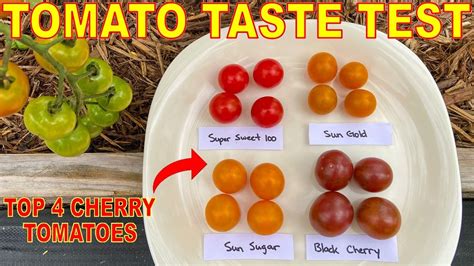 Are sunset One Sweet Tomatoes cherry tomatoes? – Life Set Go