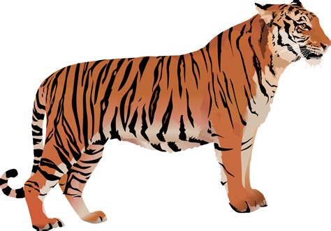 Bengal cat Bengal tiger White tiger Clip art - tiger png download ...