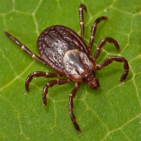 American Dog Tick - Dermacentor variabilis - BugGuide.Net