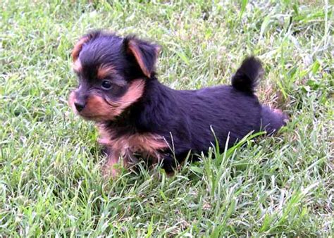 Australian Silky Terrier - Dogslife. Dog Breeds Magazine