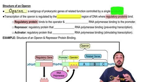 Prokaryotic Gene Regulation via Operons | Pearson+ Channels