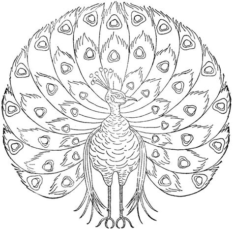 Free Printable Peacock Coloring Pages For Kids Geometric Pattern Embroidery, Embroidery Patterns ...