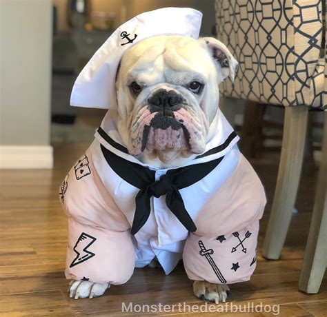 English Bulldog as Sailor for Halloween | Bulldog halloween costumes, Dog halloween costumes ...