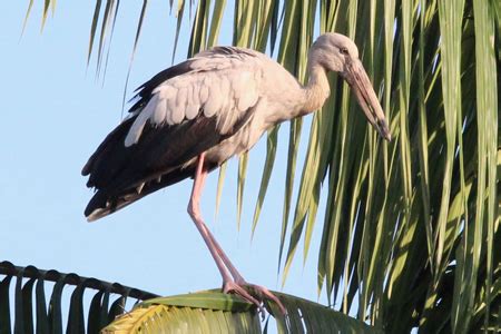 Heron Vs Stork: Telling Them Apart