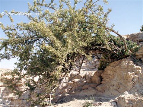 TELEKUNG PUTIH: GHARQAD TREE - POKOK YAHUDI