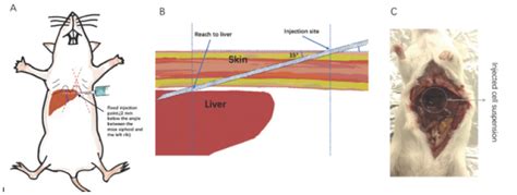 Rapid Induction of Orthotopic Hepatocellular Carcinoma in Mice by Fixed Puncture Point Injection