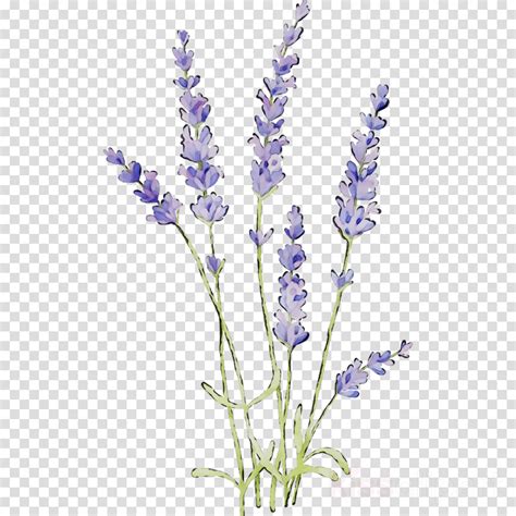 Lavender Clipart Png