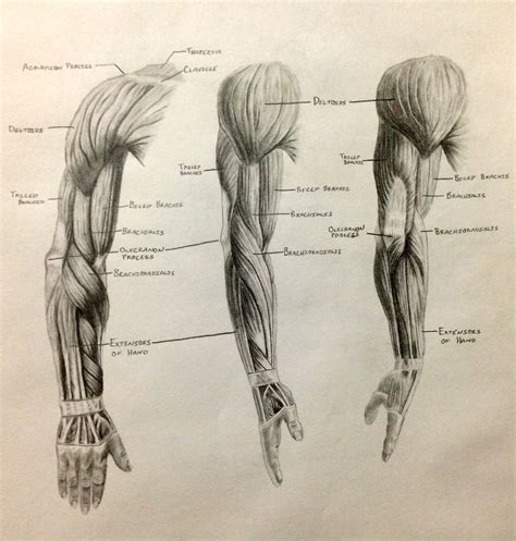 Muscle Arm Drawing at GetDrawings | Free download