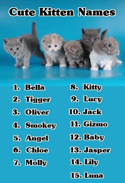 Cute Kittens Names Boy