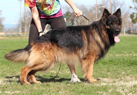 German Shepherd Training School | PETSIDI