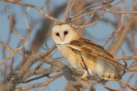 American Barn Owls - The Barn Owl Trust