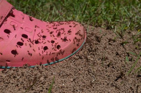 Managing Fire Ants with Baits - Alabama Cooperative Extension System