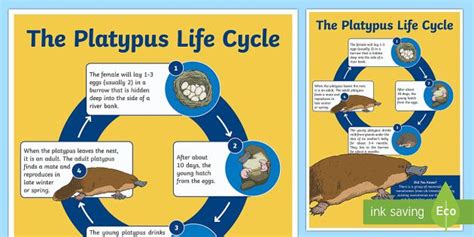 Life Cycle of a Platypus Display Poster - Australia | Life cycles ...