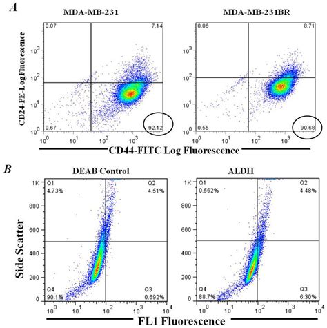 A, Flow cytometry analysis of CD44/CD24 cell surface markers ...