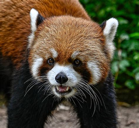 Red Panda (male) | San Diego Zoo | Joseph Deems | Flickr