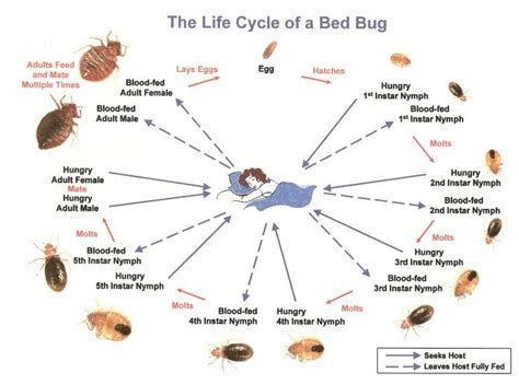 Bed Bug Life Cycle Explained | Empire Pest Control London