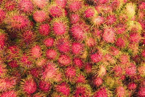 Rambutan Fruit Malaysia - Free photo on Pixabay - Pixabay