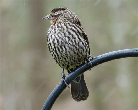 Red-winged Blackbird female - FeederWatch