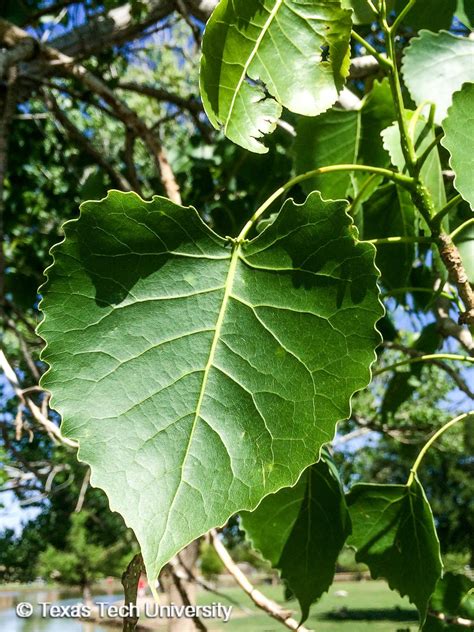 Poplar, Eastern Cottonwood | Woody Plant Finder | Comprehensive Landscape Plant Directory ...