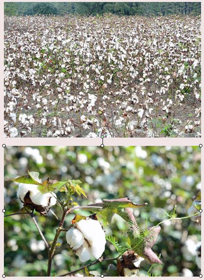 End of seed crisis that starts with new organic cotton varieties