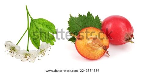 Hawthorn Tree Berries Photos and Images | Shutterstock