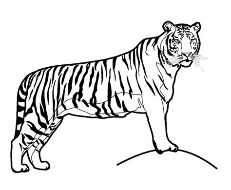 Tiger Outline Drawing - ClipArt Best