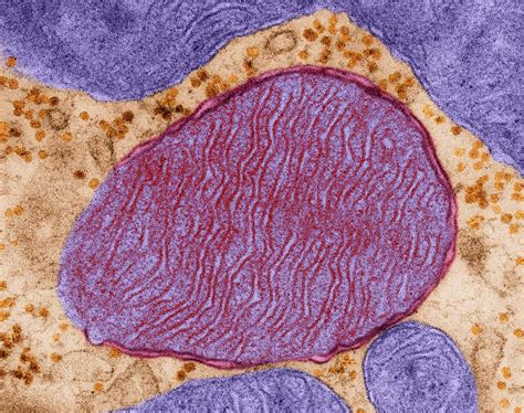 Mitochondrion From A Heart Muscle Cell Photograph by Dennis Kunkel ...