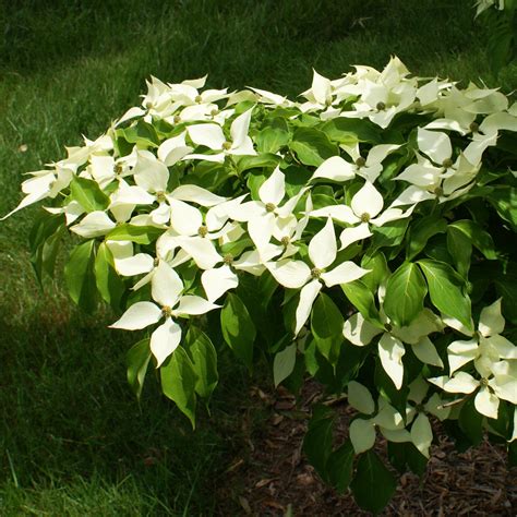 White Kousa Dogwood Trees for Sale | BrighterBlooms.com