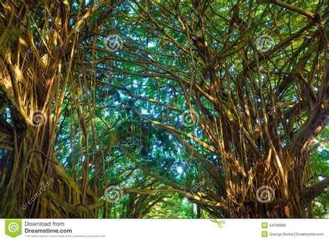 Giant banyan tree stock photo. Image of bark, grove, large - 54038988