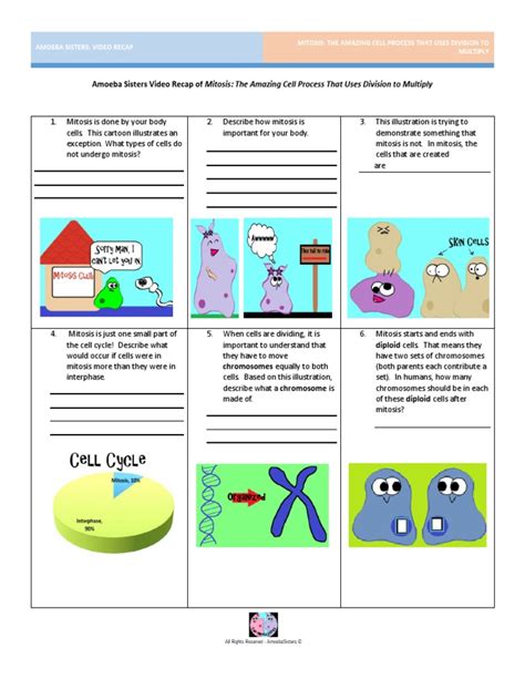 Video Recap of Mitosis by Amoeba Sisters | Mitosis | Cell Anatomy