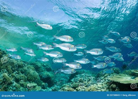 Schooling fish stock image. Image of beauty, diving, emperor - 23738843