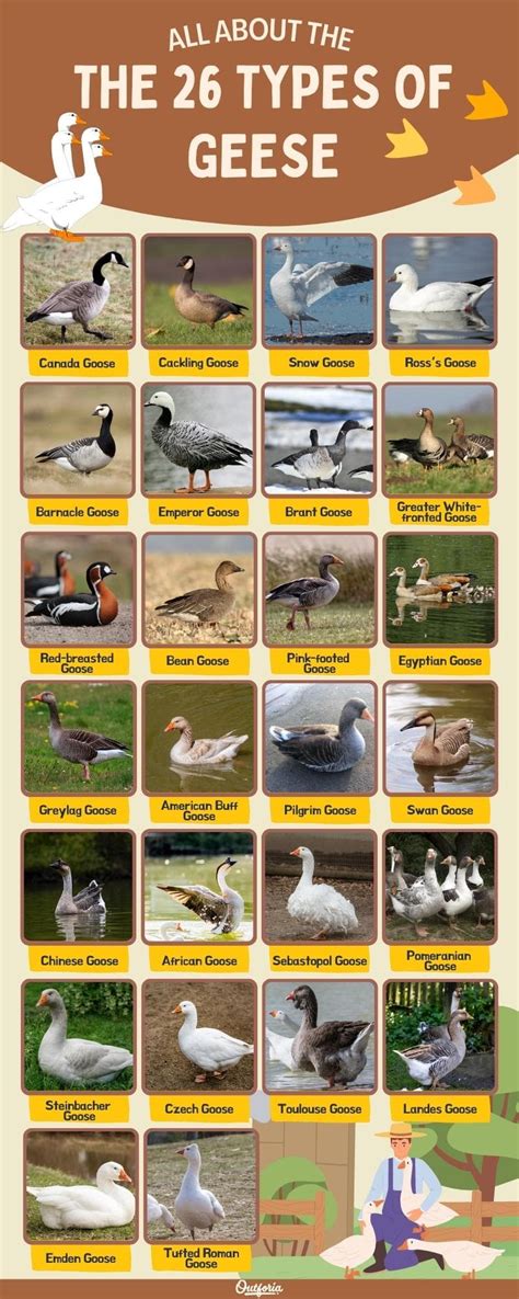 Kinds Of Geese