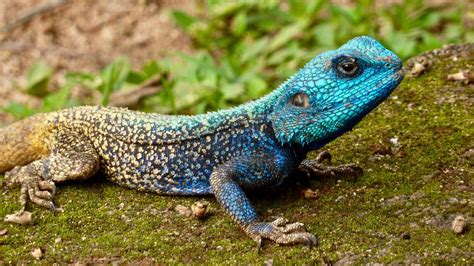 11 Little-Known Facts about Lizards - Fact City